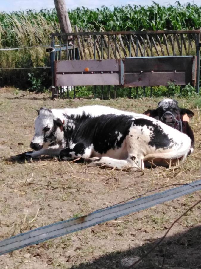 La Mini Ferme De Maelou Βίλα Sermaises Εξωτερικό φωτογραφία